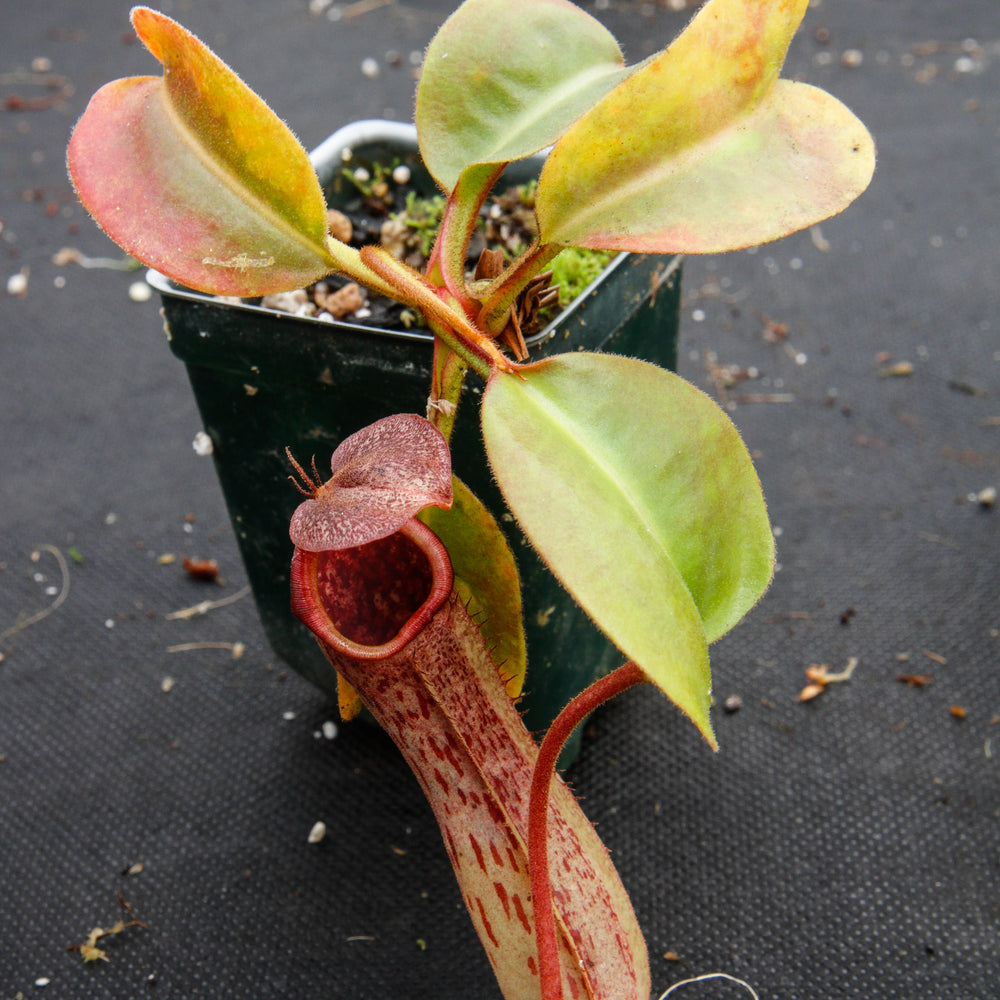 
                      
                        Nepenthes truncata x maxima, CAR-0012
                      
                    