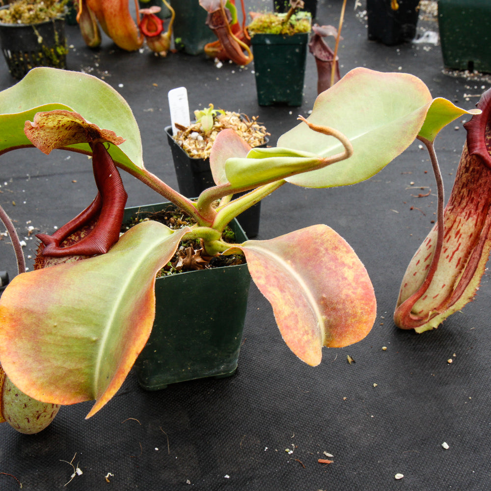 
                      
                        Nepenthes truncata x maxima, CAR-0012
                      
                    