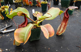 Nepenthes truncata x maxima, CAR-0012