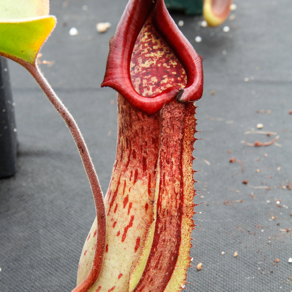 
                      
                        Nepenthes truncata x maxima, CAR-0012
                      
                    