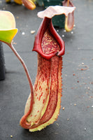 Nepenthes truncata x maxima, CAR-0012