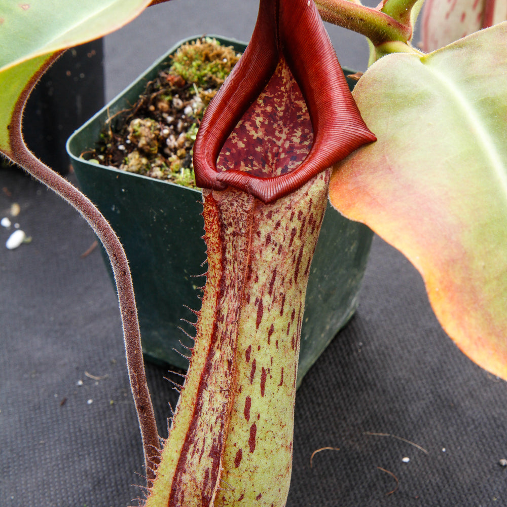 
                      
                        Nepenthes truncata x maxima, CAR-0012
                      
                    