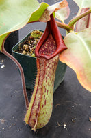 Nepenthes truncata x maxima, CAR-0012