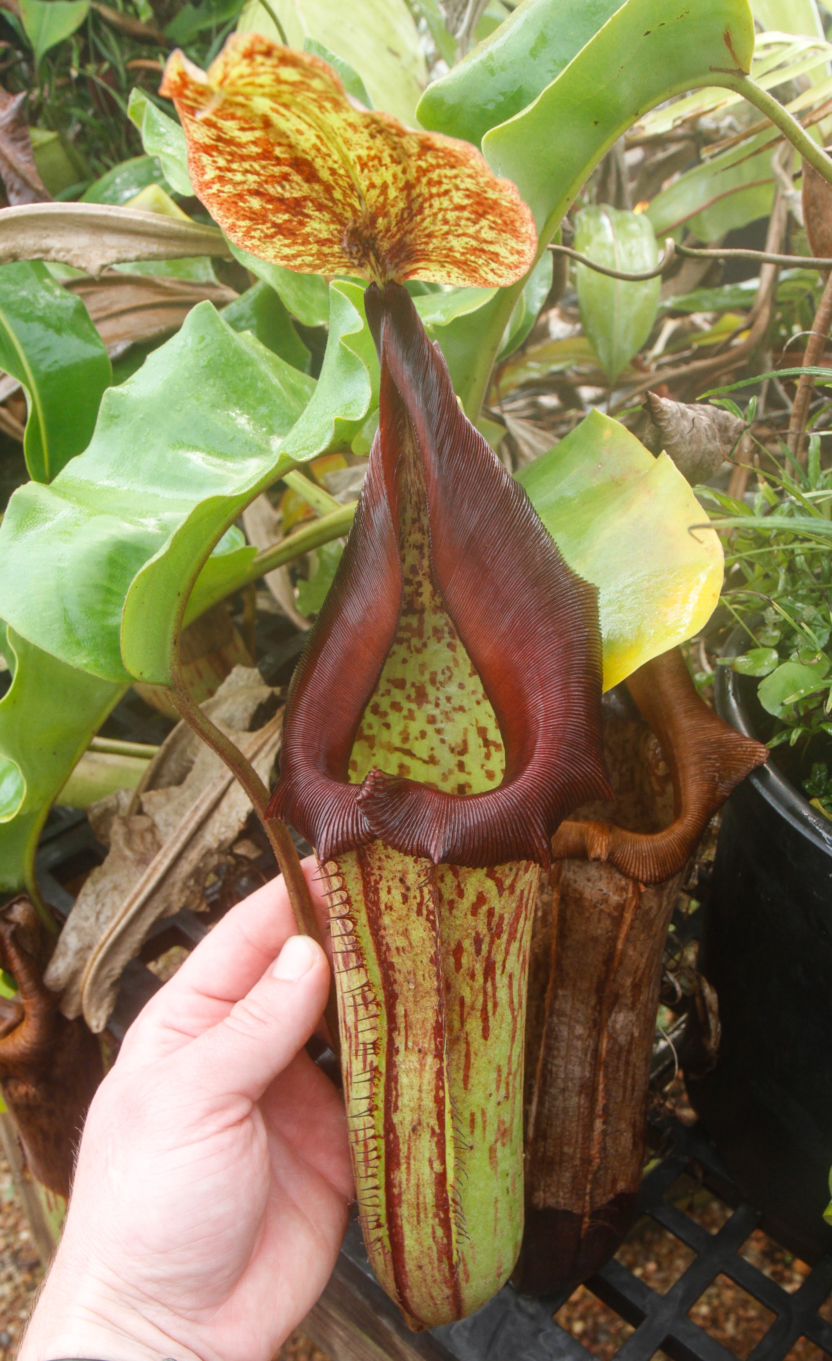 Nepenthes truncata x maxima, CAR-0012 – Carnivero