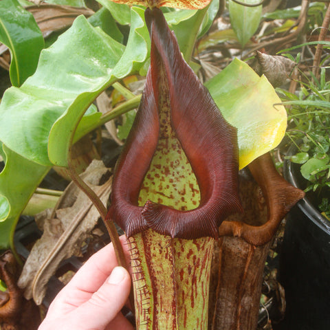 Tall Nepenthes truncata x maxima pitcher held by a hand, green body with red speckles and a dark red ribbed peristome.