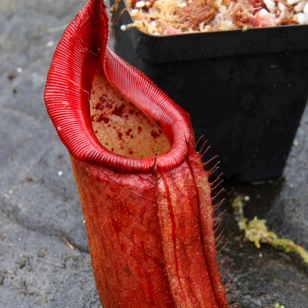 Nepenthes truncata x mira "Glowing Red"