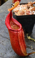Nepenthes truncata x mira "Glowing Red"