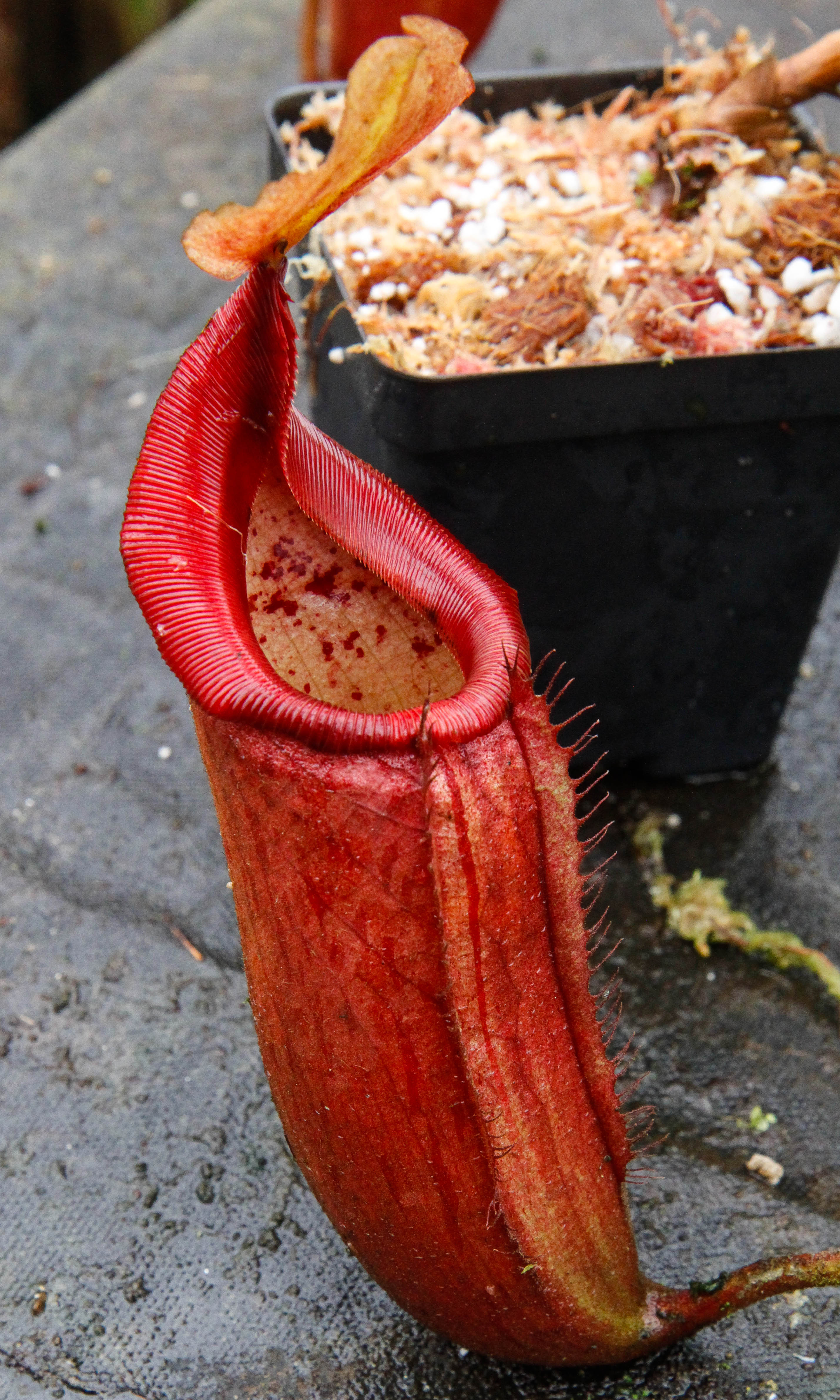 Nepenthes truncata (d) x mira, CAR-0075 – Carnivero