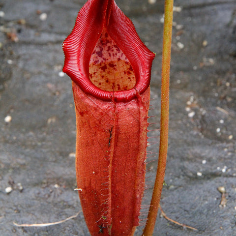 Nepenthes truncata x mira Glowing Red pitcher with a tall red tube and bright crimson lip