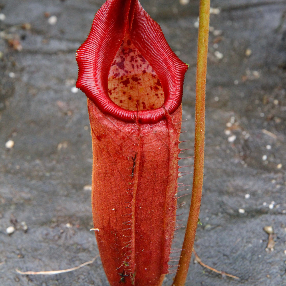 Nepenthes truncata (d) x mira, CAR-0075
