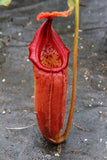 Nepenthes truncata x mira "Glowing Red"