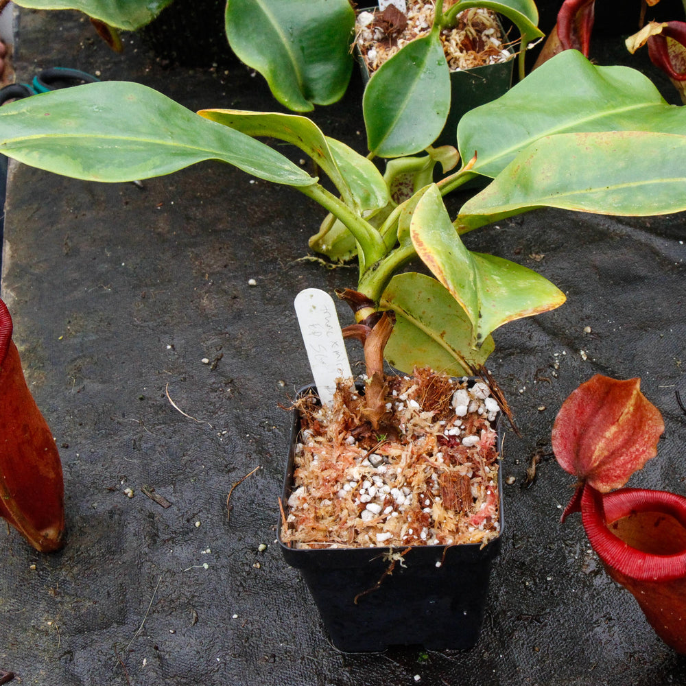 
                      
                        Nepenthes truncata x mira "Glowing Red"
                      
                    