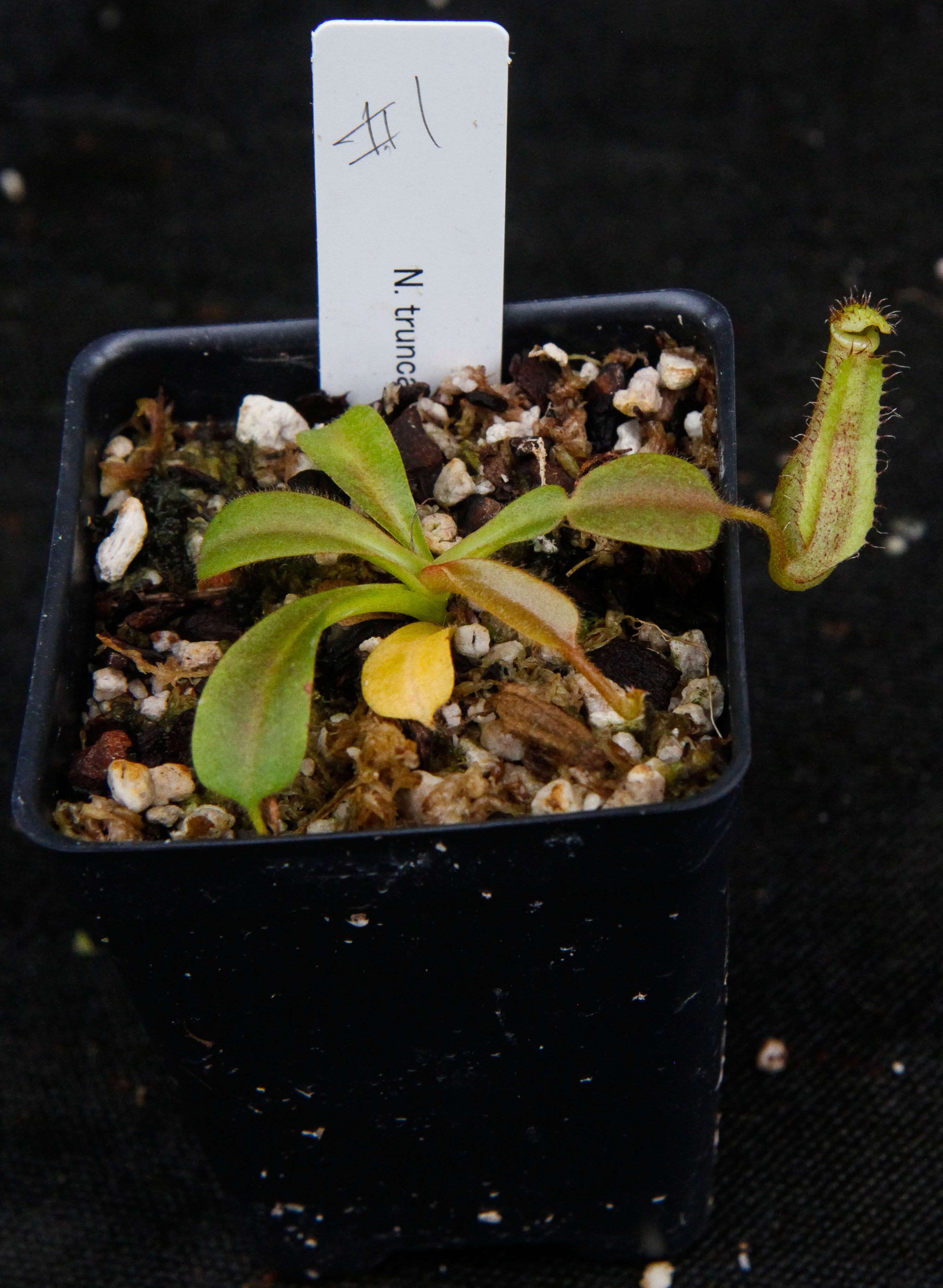 Nepenthes truncata x mollis – Carnivero