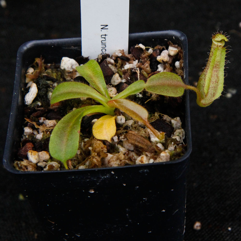 
                      
                        Nepenthes truncata x mollis
                      
                    