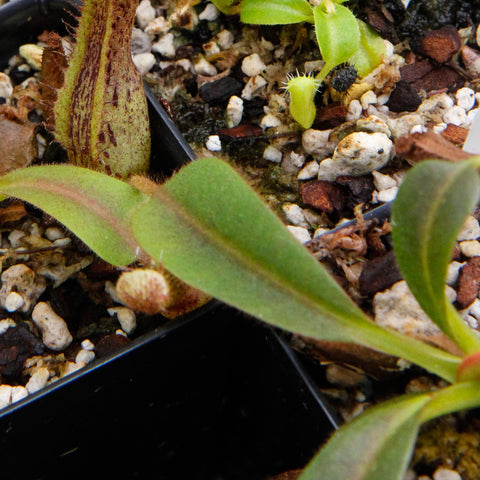 Nepenthes truncata x mollis specimen with a tall striped pitcher and broad green leaves in a pot
