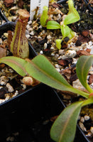 Nepenthes truncata x mollis