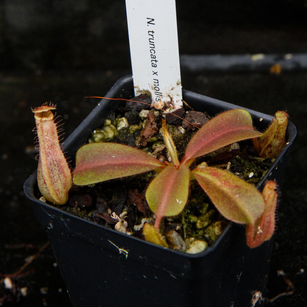 
                      
                        Nepenthes truncata x mollis
                      
                    