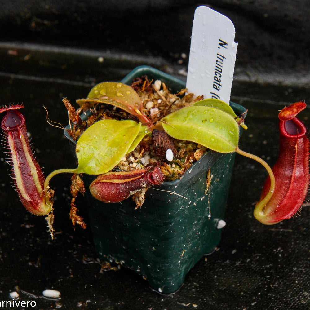 
                      
                        Nepenthes truncata x ovata, CAR-0119
                      
                    