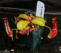 Nepenthes truncata x ovata, CAR-0119