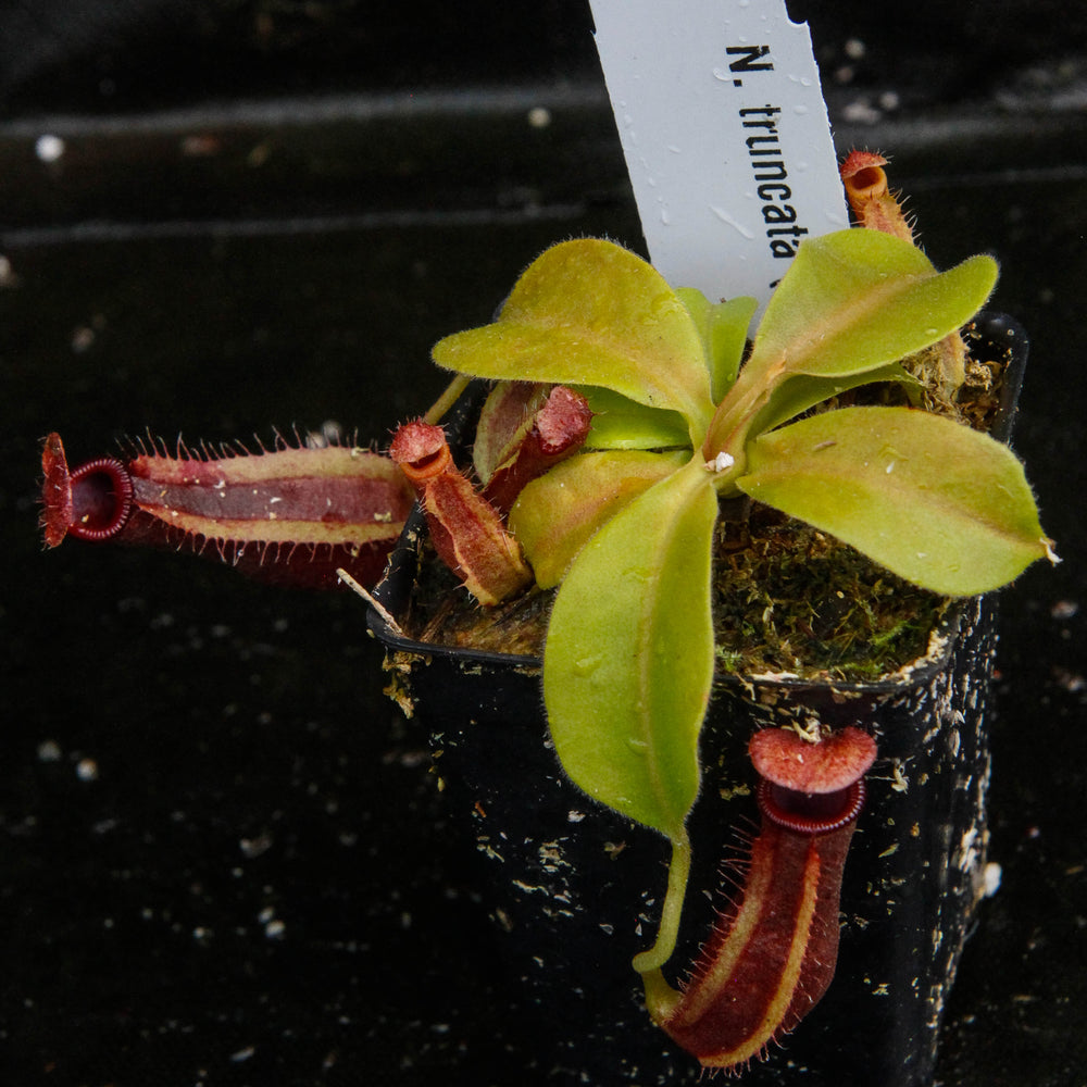 
                      
                        Nepenthes truncata x ovata, CAR-0119
                      
                    