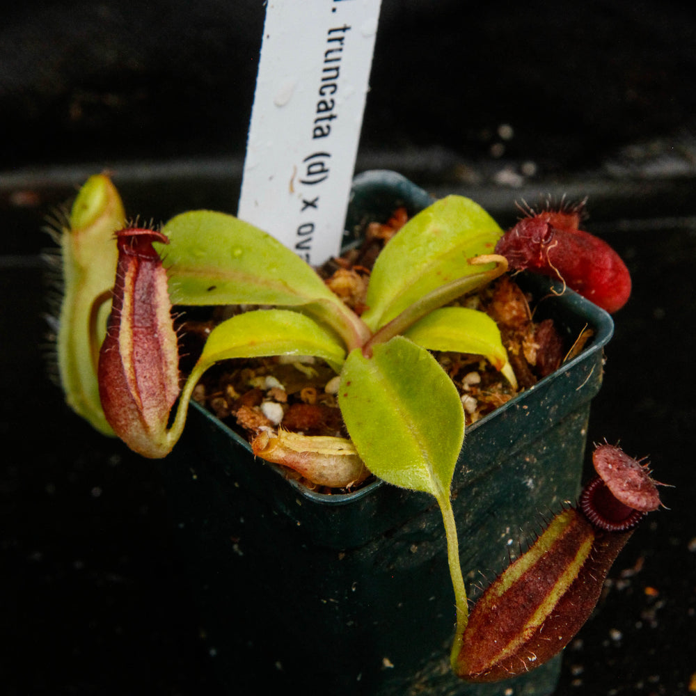 
                      
                        Nepenthes truncata x ovata, CAR-0119
                      
                    