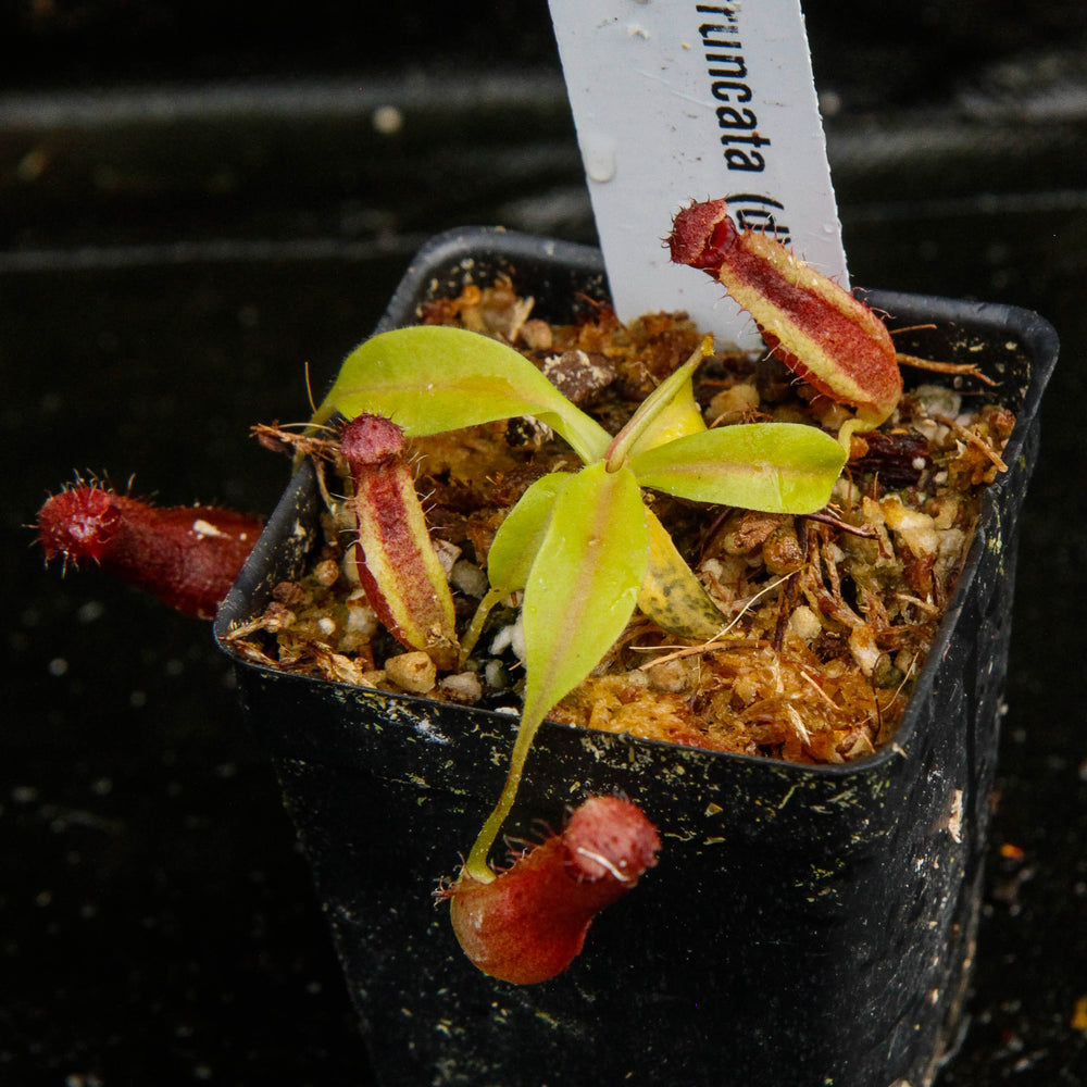 
                      
                        Nepenthes truncata x ovata, CAR-0119
                      
                    