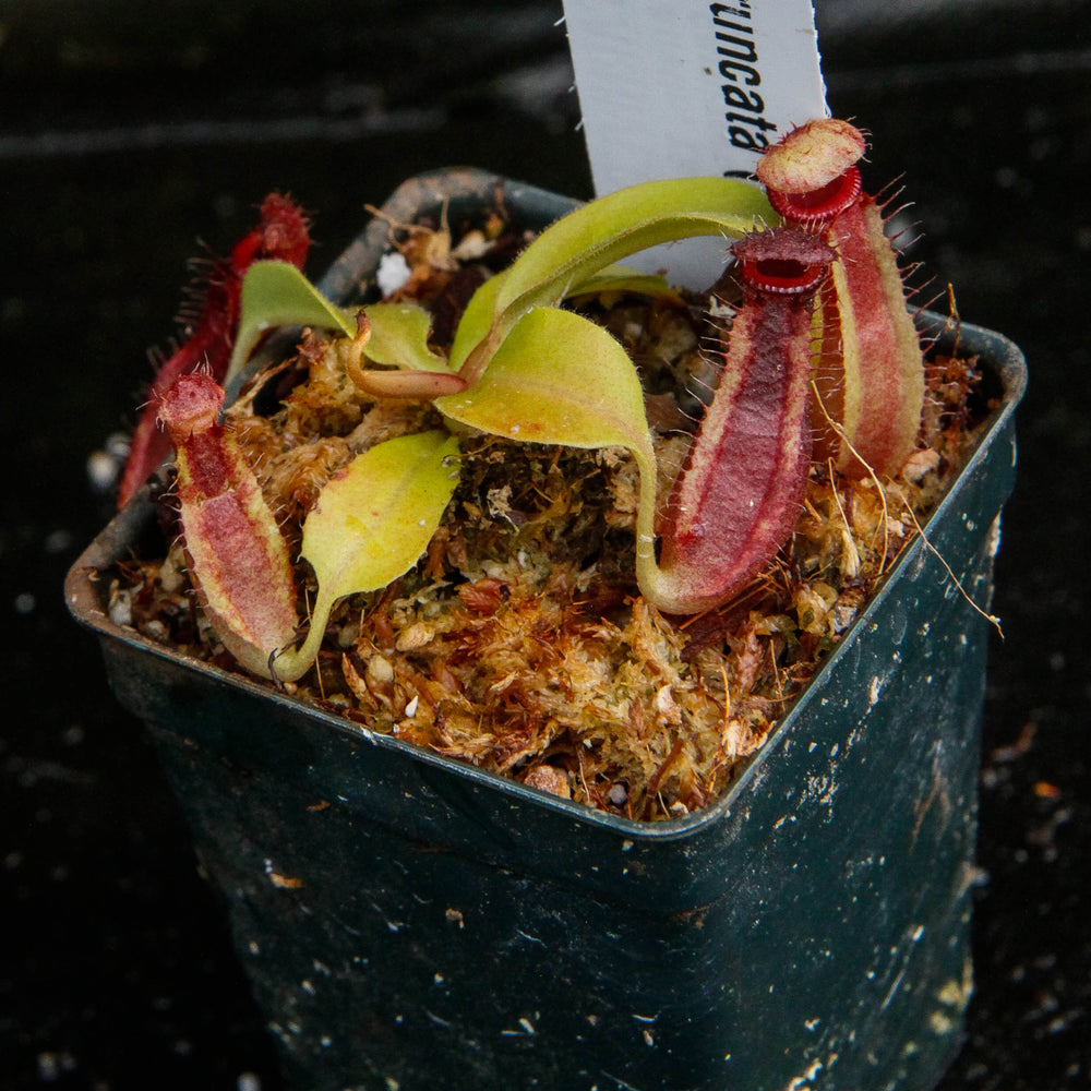 
                      
                        Nepenthes truncata x ovata, CAR-0119
                      
                    