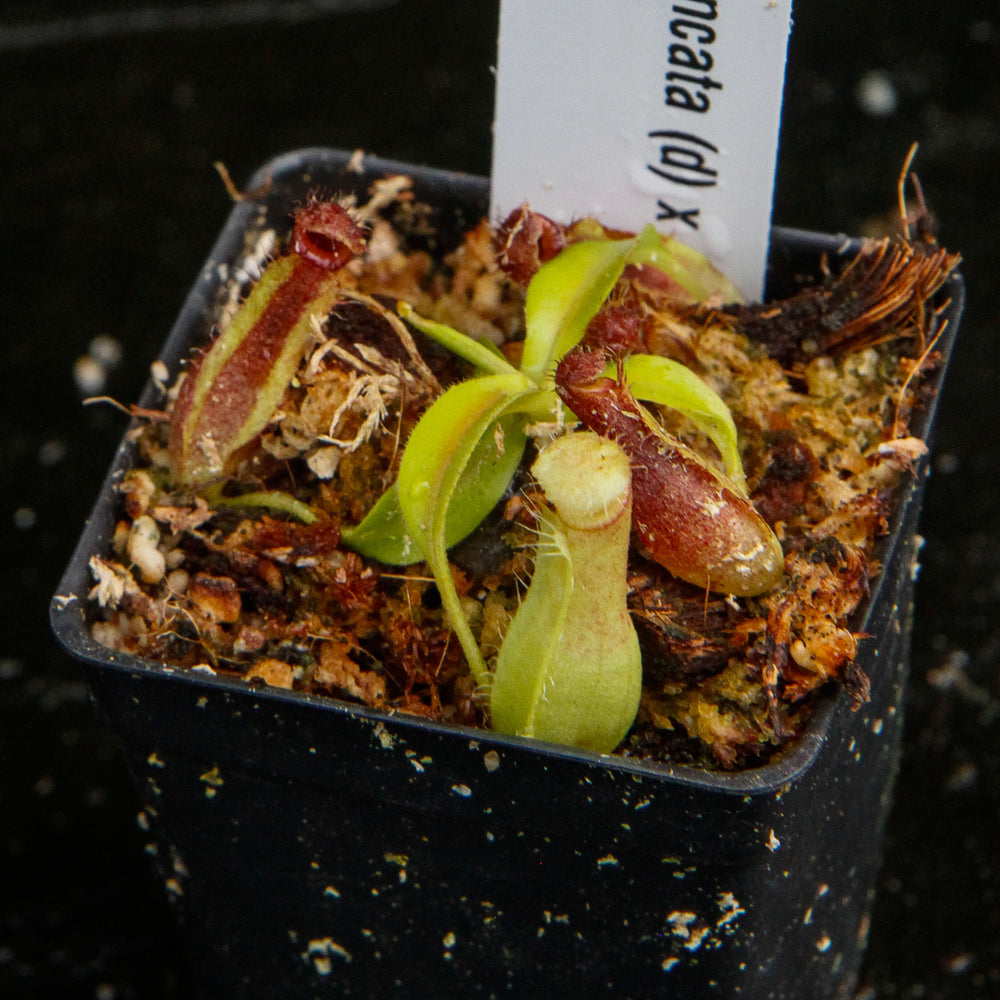 
                      
                        Nepenthes truncata x ovata, CAR-0119
                      
                    