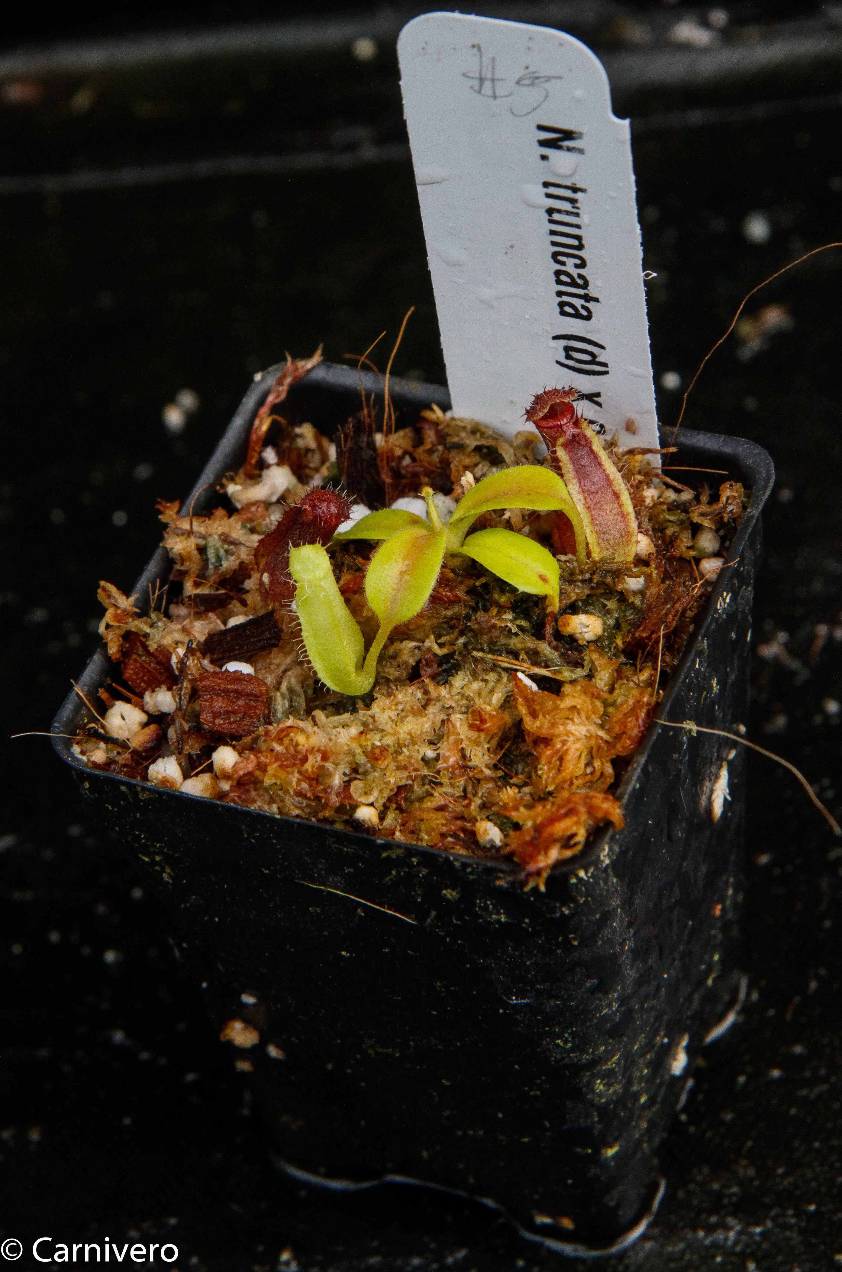 Nepenthes truncata x ovata, CAR-0119 – Carnivero