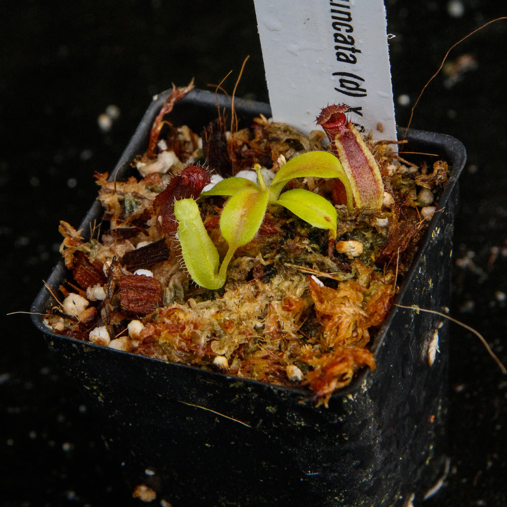 
                      
                        Nepenthes truncata x ovata, CAR-0119
                      
                    