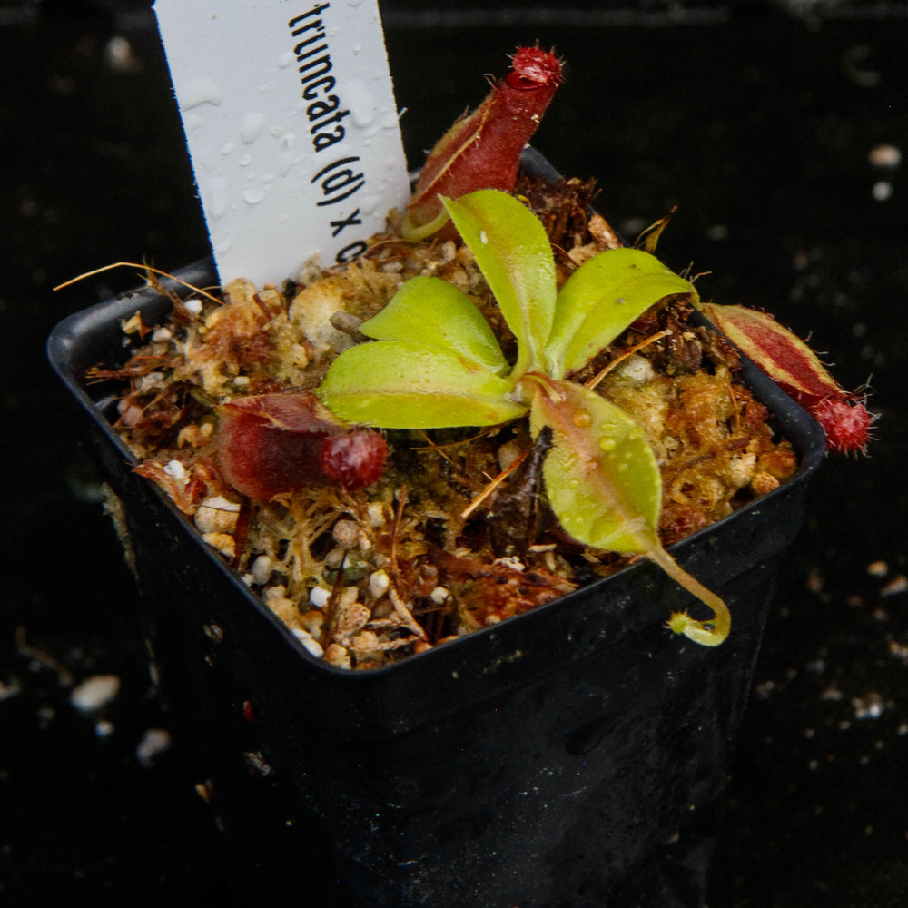 
                      
                        Nepenthes truncata x ovata, CAR-0119
                      
                    