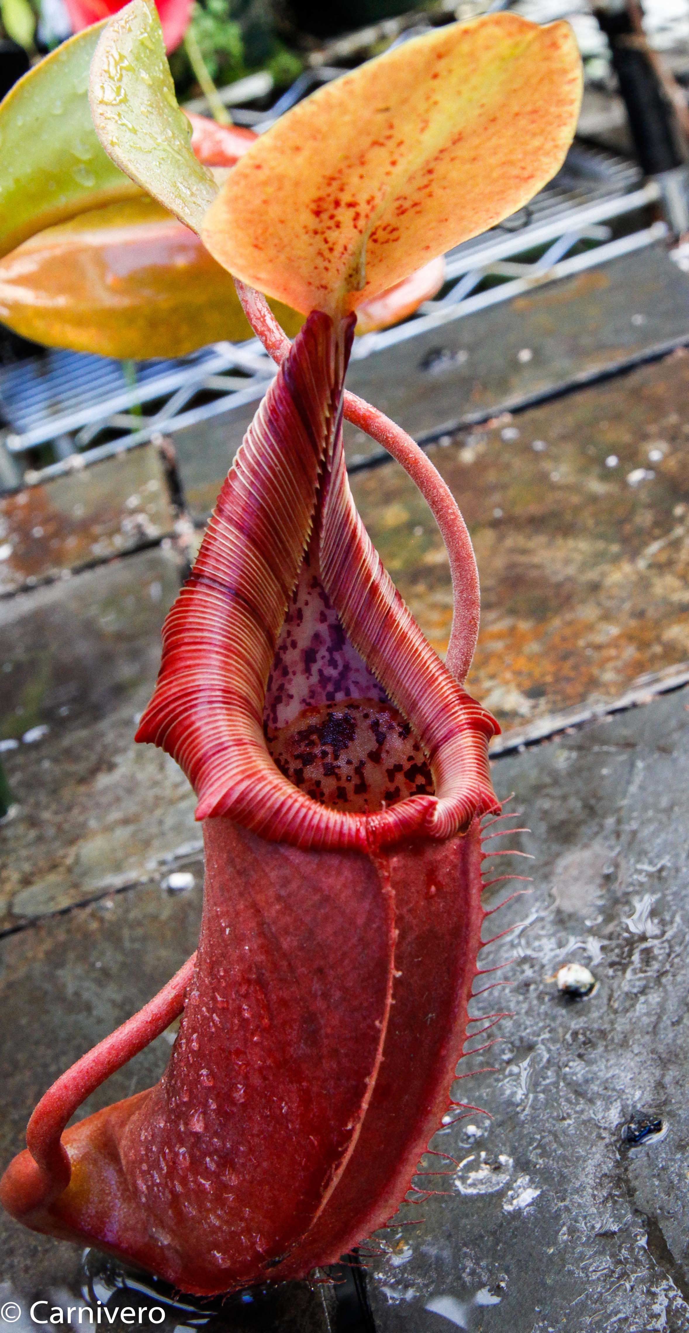 Nepenthes truncata x ovata, CAR-0119 – Carnivero