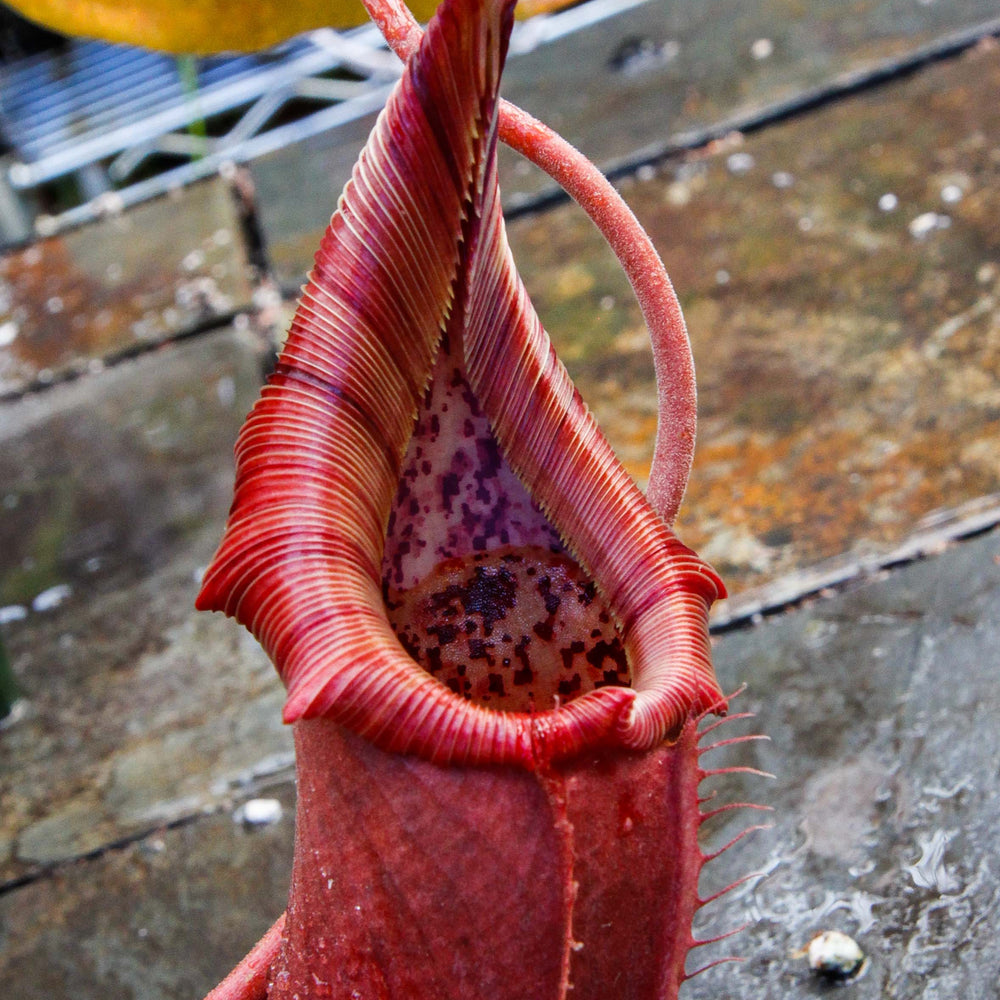 Nepenthes truncata x ovata, CAR-0119