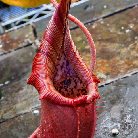Close-up of a red Nepenthes truncata x ovata pitcher with a ribbed, flared mouth and a yellow leaf behind.