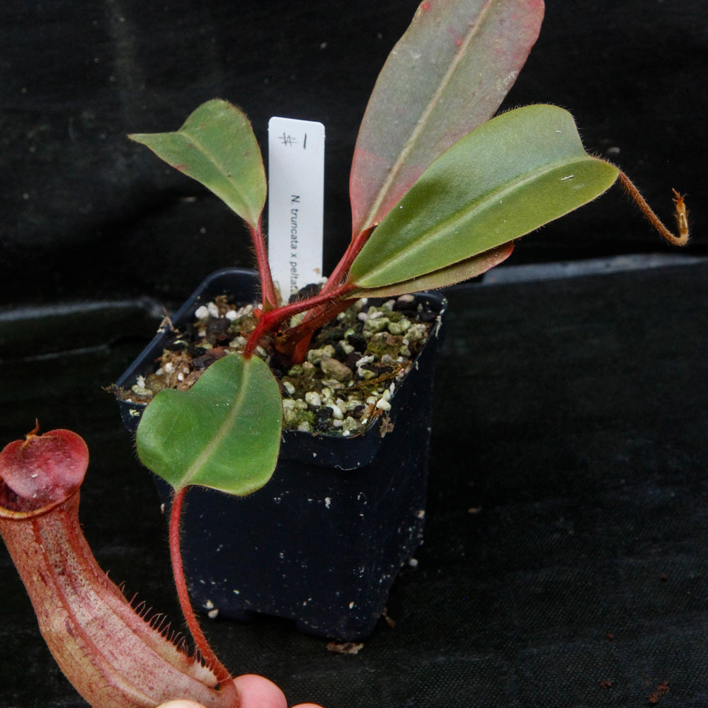 
                      
                        Nepenthes truncata x peltata "Red Phantom"
                      
                    