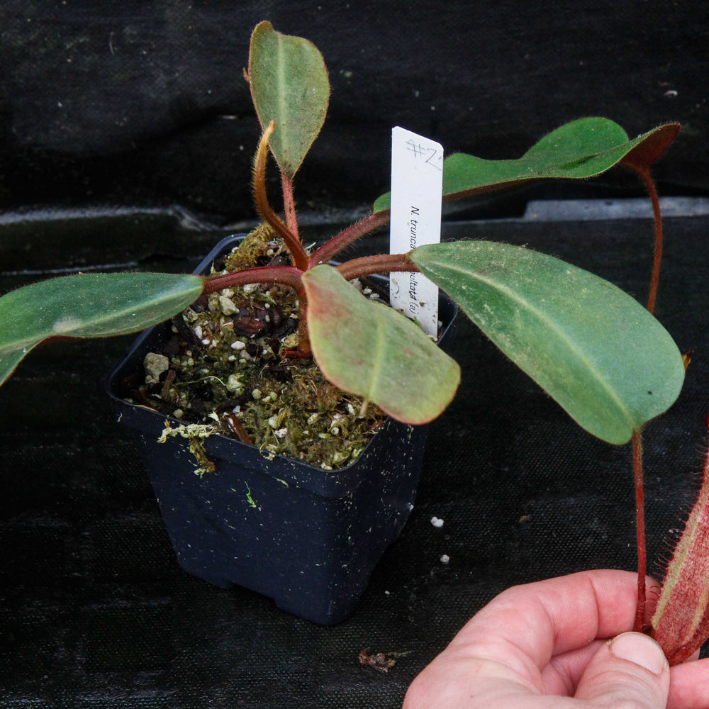 
                      
                        Nepenthes truncata x peltata "Red Phantom"
                      
                    