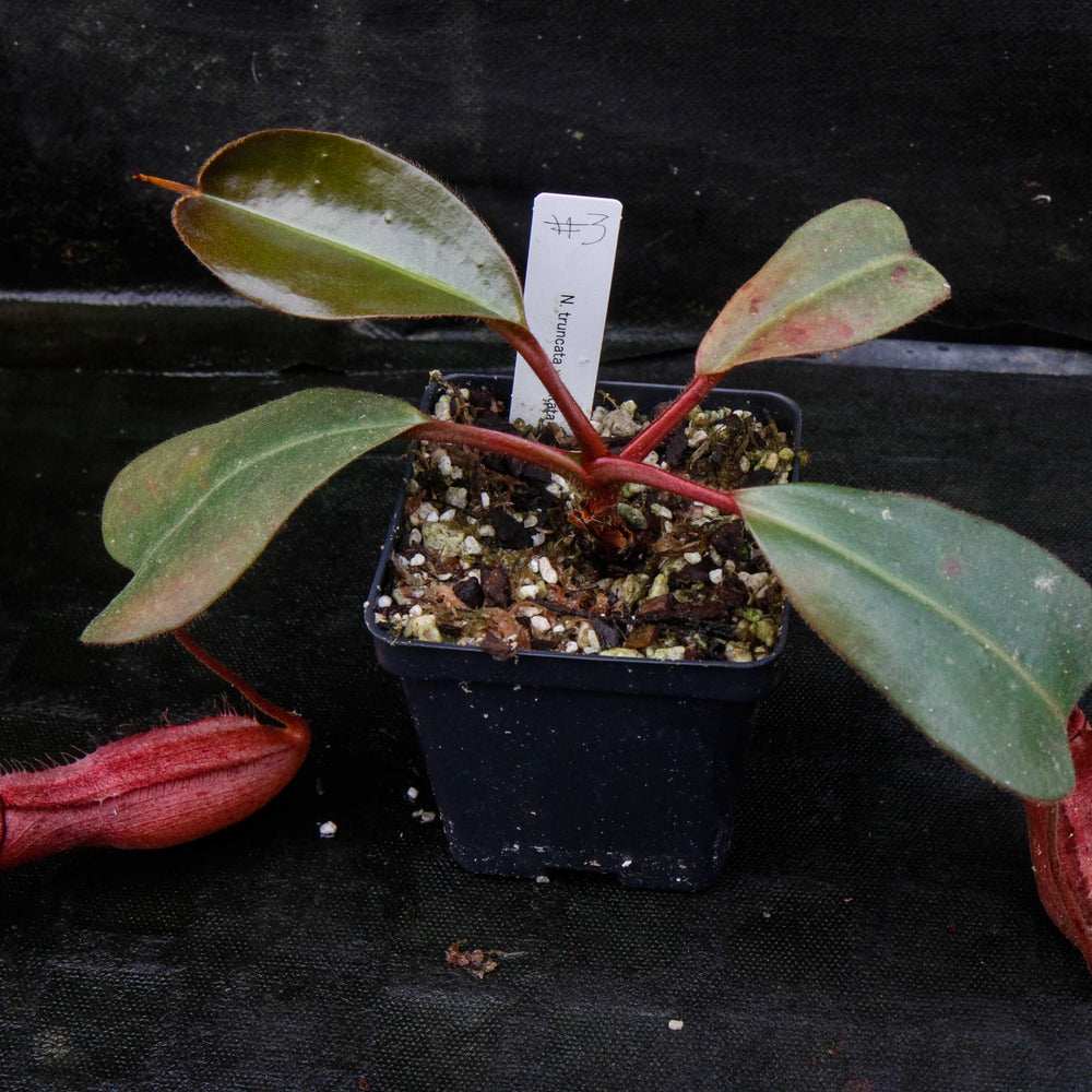 
                      
                        Nepenthes truncata x peltata "Red Phantom"
                      
                    