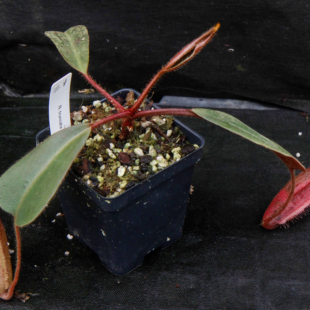 
                      
                        Nepenthes truncata x peltata "Red Phantom"
                      
                    