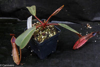 Nepenthes truncata x peltata "Red Phantom"