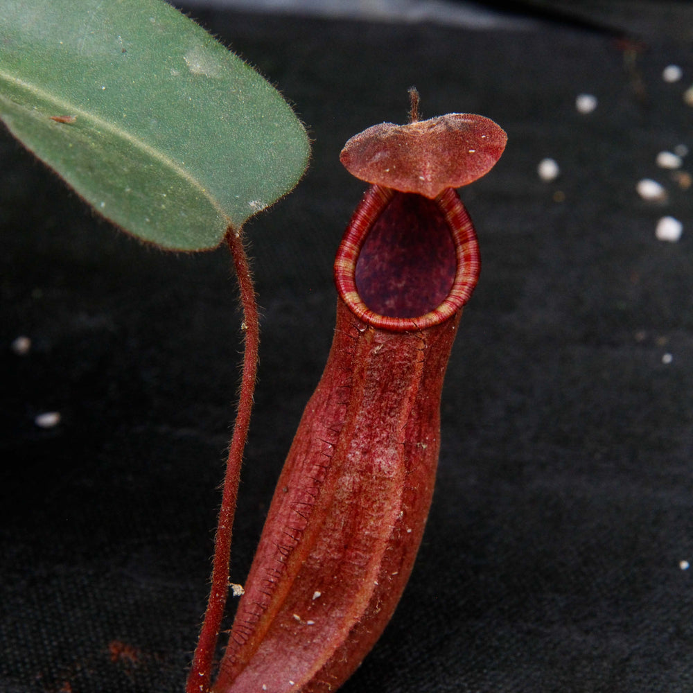
                      
                        Nepenthes truncata x peltata "Red Phantom"
                      
                    