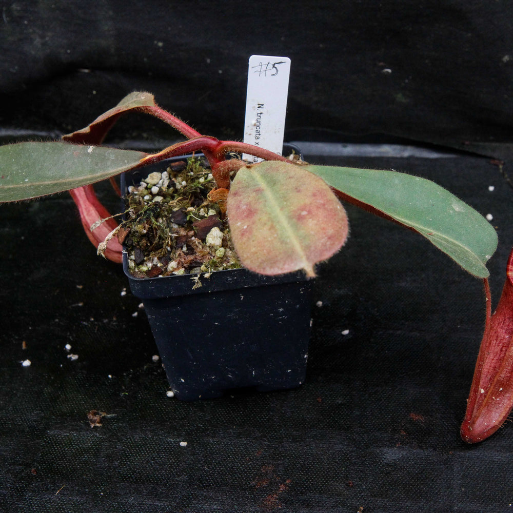 
                      
                        Nepenthes truncata x peltata "Red Phantom"
                      
                    