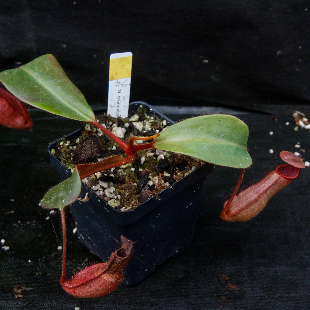 
                      
                        Nepenthes truncata x peltata "Red Phantom"
                      
                    