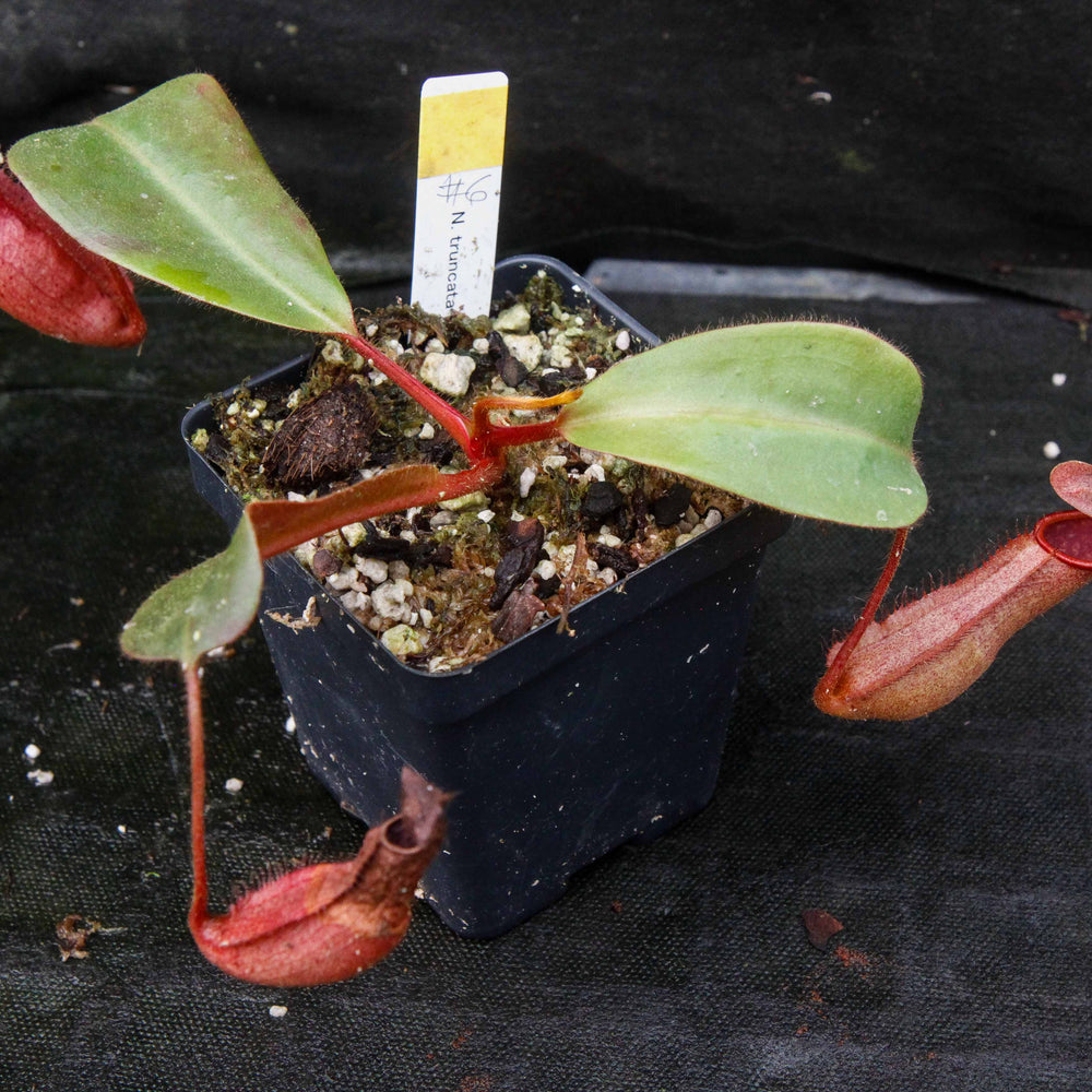 
                      
                        Nepenthes truncata x peltata "Red Phantom"
                      
                    