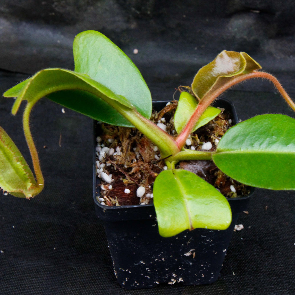 
                      
                        Nepenthes truncata, Hiroshima
                      
                    
