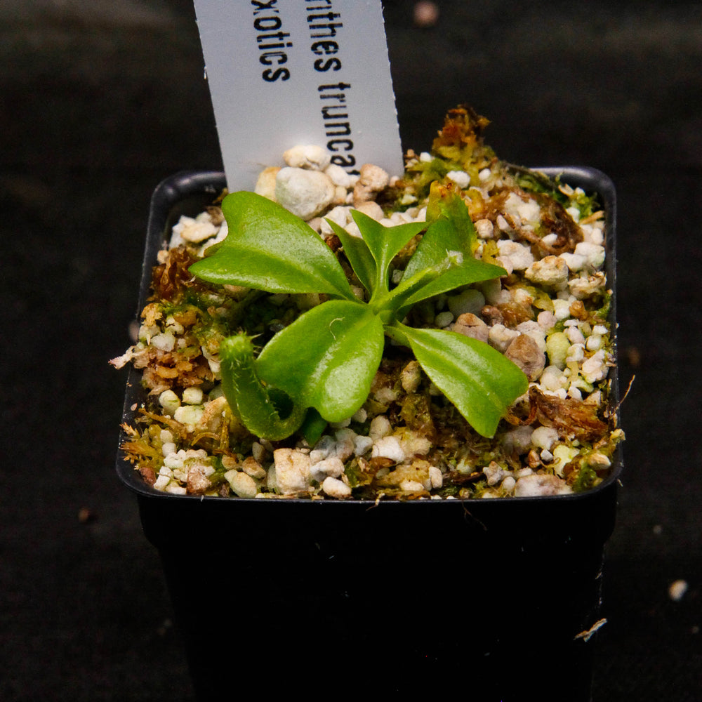 
                      
                        Nepenthes truncata, Hiroshima
                      
                    