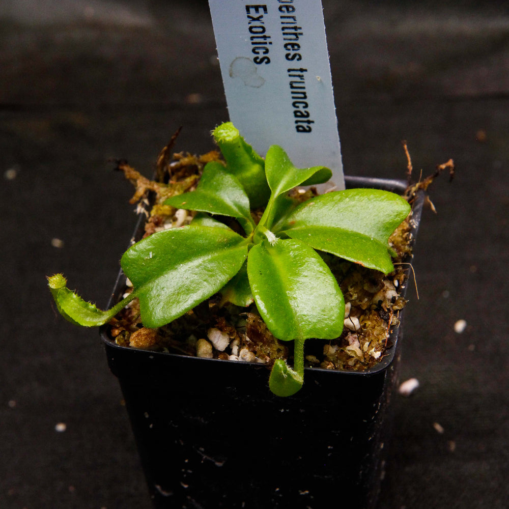 
                      
                        Nepenthes truncata, Hiroshima
                      
                    