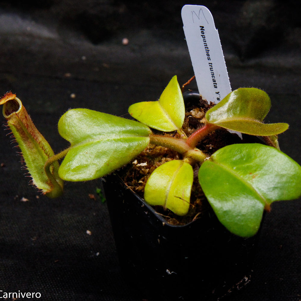 
                      
                        Nepenthes truncata, Hiroshima
                      
                    