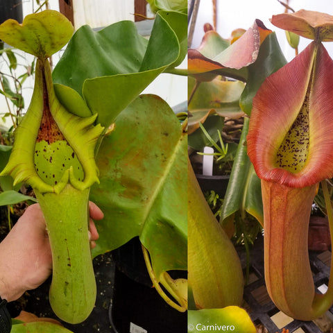 Nepenthes truncata plant showing a bright green pitcher on the left and a red mature pitcher on the right.