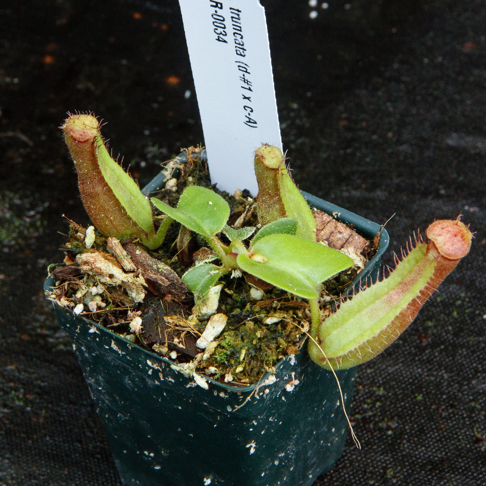 
                      
                        Nepenthes truncata (D#1 x C-Giant), CAR-0034
                      
                    