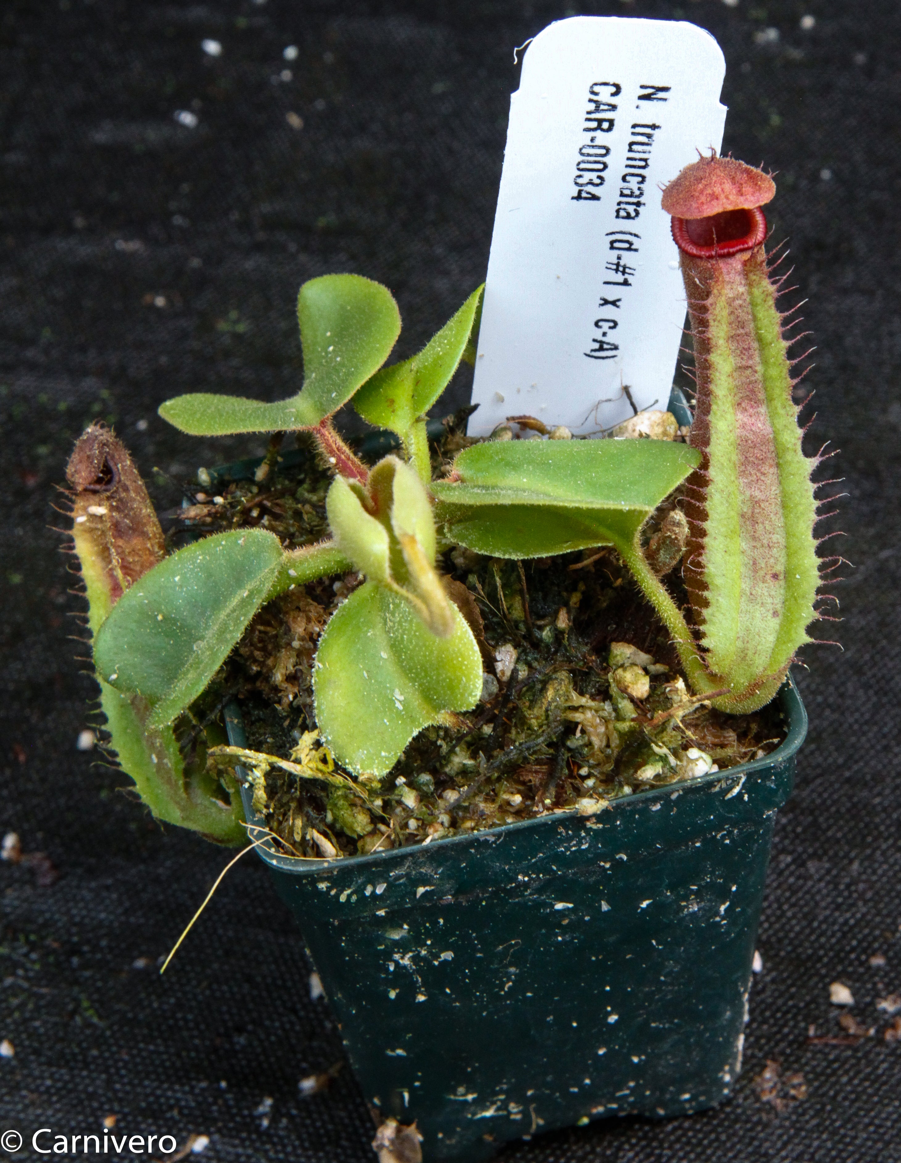 Nepenthes truncata (D#1 x C-Giant), CAR-0034 – Carnivero